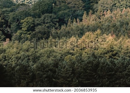 A conifer forest from above 