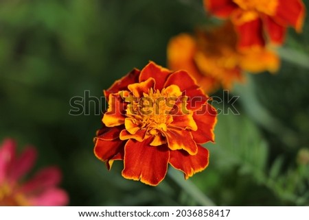 Orange marigold blooming in the garden
