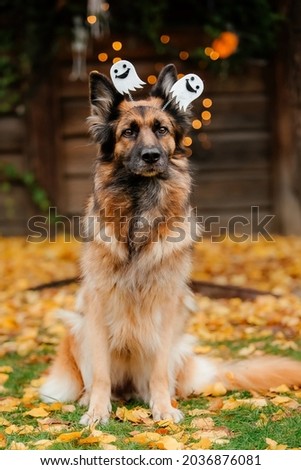 Dog in Halloween costume with pumpkin. Autumn  Hollidays and celebration.