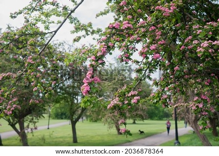 An image of trees of pink flowers at the Regent's park
