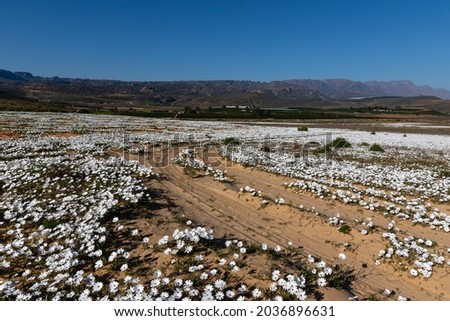 White wild flowers and a sandy car track in Namaqualand, South Africa