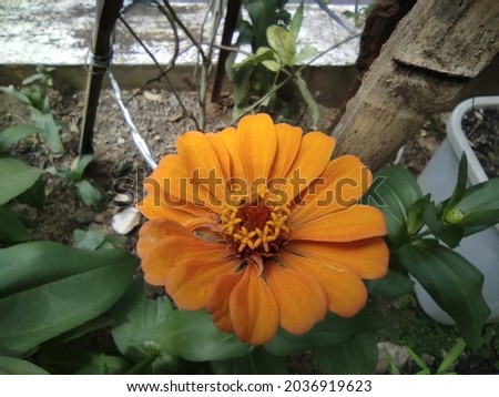 Yellow Zinia flower in full bloom. This flower is easy to grow in tropical climates.