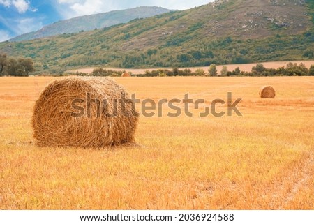 Straw on meadow. Wheat yellow golden harvest in summer. Grain crop, harvesting concept.
