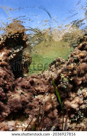 Underwater photo of soft corals in shallow Mediterranean Sea