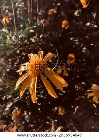 Big bright orange flowers in spring