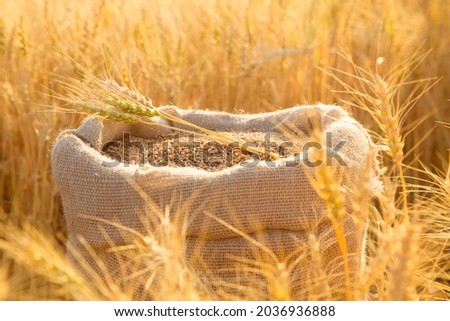 Canvas bag with wheat grains and mown wheat ears in field at sunset. Concept of grain harvesting in agriculture Royalty-Free Stock Photo #2036936888