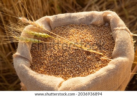 Canvas bag with wheat grains and mown wheat ears in field at sunset. Concept of grain harvesting in agriculture Royalty-Free Stock Photo #2036936894