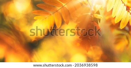 Autumn background with orange, yellow leaves and golden sun lights, natural bokeh. Fall nature landscape with copy space, banner