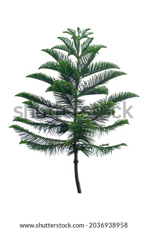 Green Norfolk pine tree isolated on white background, saved with clipping path. Can be used as a Christmas design