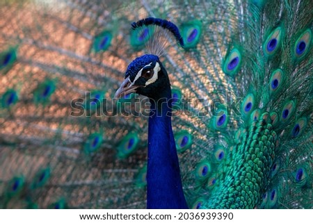 Portrait of a wild beautiful peacock with feathers out on a blur background on a sunny day