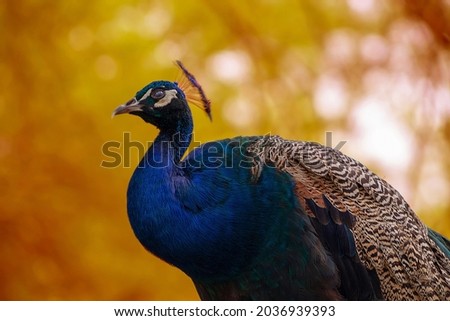 Portrait of a wild beautiful peacock with feathers on a blur background on a sunny day
