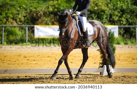 Horse dressage, dressage horse, with rider in a dressage test in side aisle (traverse).
 Royalty-Free Stock Photo #2036940113