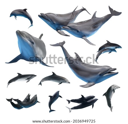 Beautiful grey bottlenose dolphins on white background, collage Royalty-Free Stock Photo #2036949725