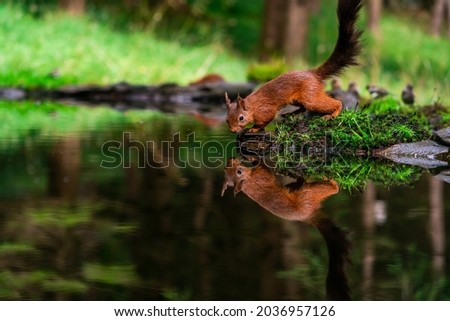 Red Squirrel (Sciurus vulgaris) with reflection in water in Yorkshire Dales, UK - selective focus