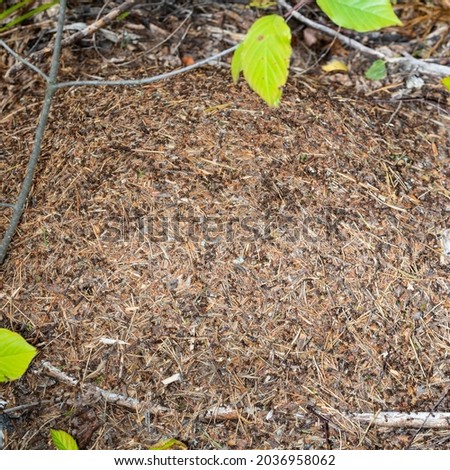 Close-up of ants nest. Large ant hill in summer forest.