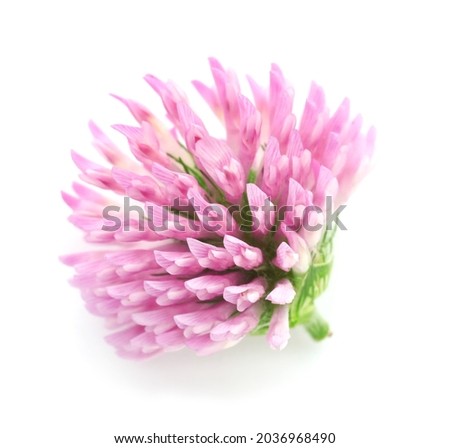 Beautiful blooming clover flower on white background Royalty-Free Stock Photo #2036968490