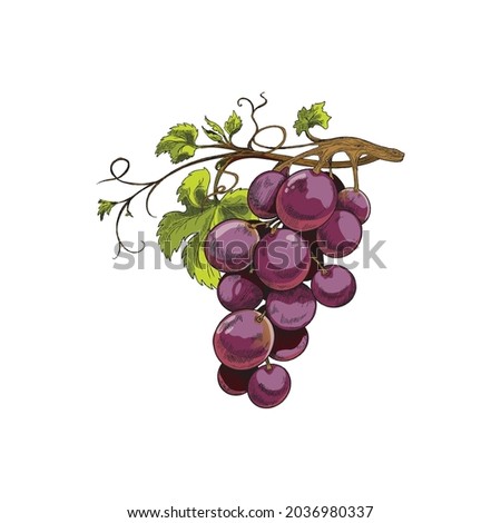 Bunch of purple grape with leaves, sketch vector illustration isolated on white background. Bunch of grape plant for wine and juice labels and badges design.