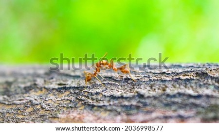 two red ants are kissing on a tree