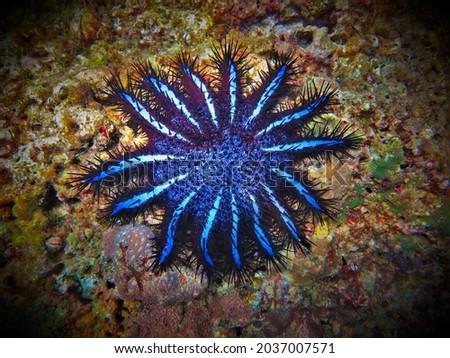 Underwater photo of a Crown Thorn Starfish. From a scuba dive in Thailand.