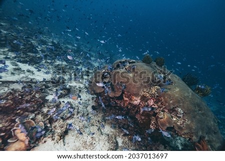 Sea bed and coral reefs in Tingloy, Batangas, Philippines