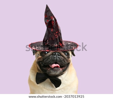Funny pug dog with witch hat on color background