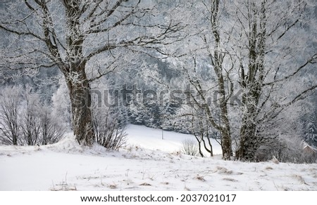 Lovely composition of two frozen winter tree trunks with forestal background