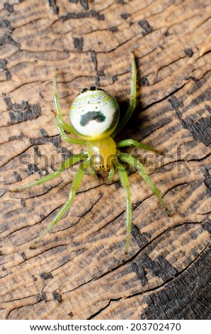 Green spider on a bark.