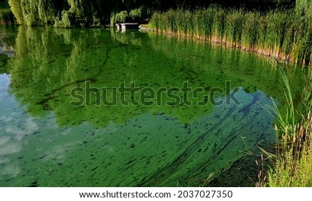 man stands by the water and points to the polluted green water of the pond. terrace by the lake with cyanobacteria. swimming is impossible here in fertilized water Royalty-Free Stock Photo #2037027350