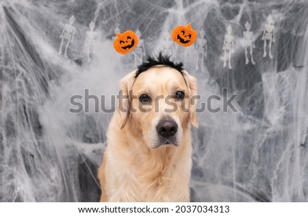 Halloween dog. Golden retriever with a rim of pumpkins sits on a black background with spider webs