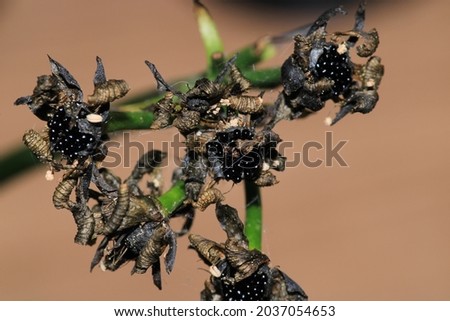Dionaea muscipula flytrap plant seed