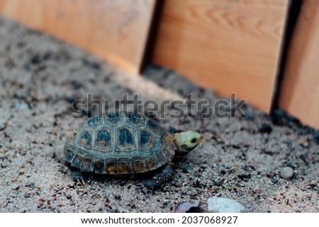 A small turtle is walking on the sand in the pen.