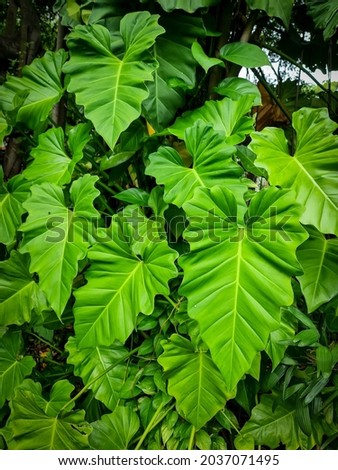Nature big green leaves background 