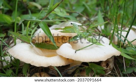 Mushrooms are plants that do not have chlorophyll so they are heterotrophs. Mushrooms are unicellular and multicellular.  Royalty-Free Stock Photo #2037091664