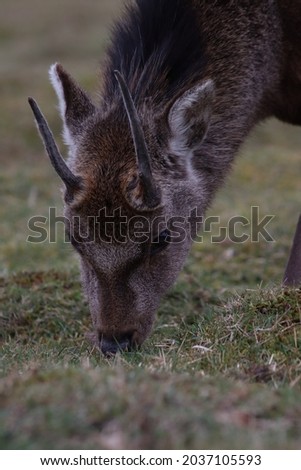 Young deer close up picture