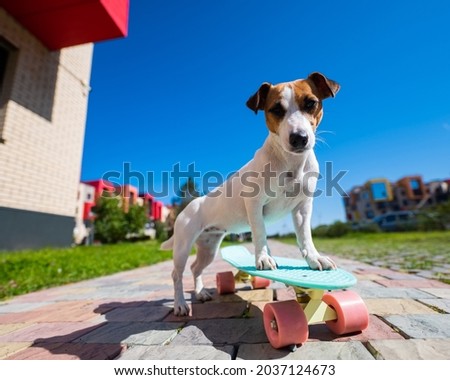 Jack russell terrier dog rides a skateboard outdoors on a hot summer day.