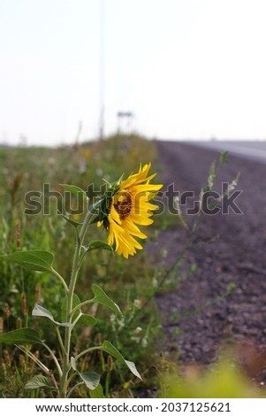 bright sunflower grown on the side of the highway