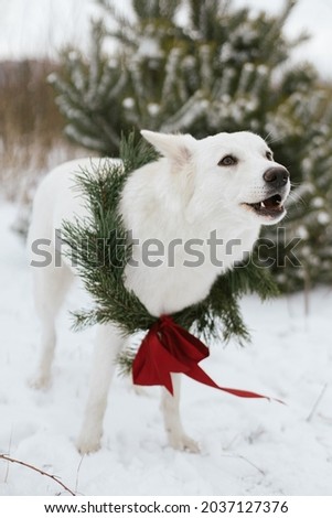 Cute dog in Christmas wreath barking in snow winter park. Adorable white dog in stylish christmas wreath with red bow at snowy pine tree. Merry Christmas! Holidays in countryside