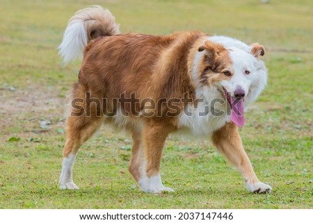 Beautiful large white dog with brown spots border collie running on the grass during the day in peruíbe sao paulo