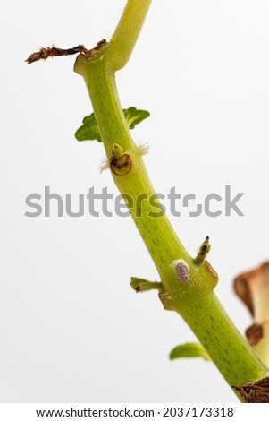 Close up of Pseudococcidae on green stem.  cottony mealybug.