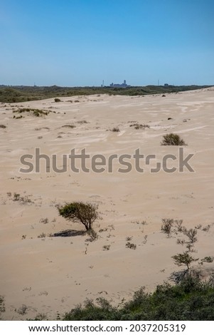 Single tree in desert landscape