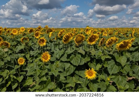View of a field of yellow sunflowers on a sunny day.