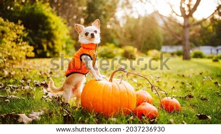 A white chihuahua dog in an orange vest is sitting on the pumpkin. High quality photo