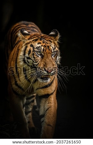 The Sumatran tiger's skin is also darker than other types whose skin is between reddish yellow to dark orange.

Sumatran tigers are known to have excellent senses of smell, hearing and vision.