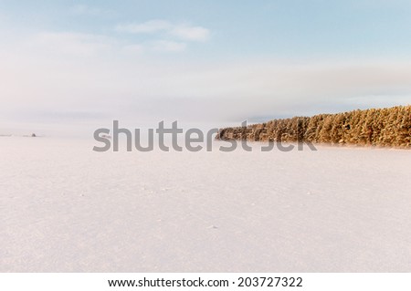 Winter Landscape with  snow field and fog