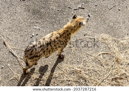 A top view of a hyena on looking at something during a sunny day