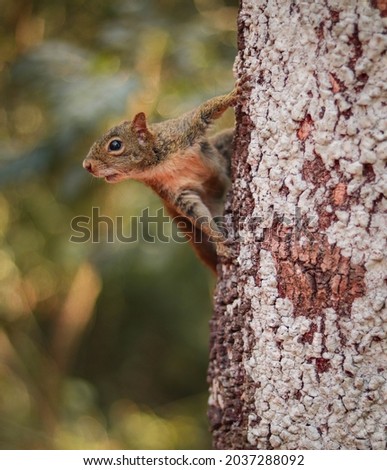A brown squirrel on a tree in the middle of a Parque do Carmo in São Paulo, Brazil.