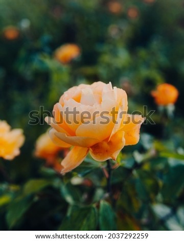 Beautiful picture of this orange looking rose