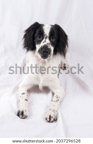American Cocker Spaniel black and white color, the dog called man is best friend, beautiful male specimen, noble and loving, friendship until the end