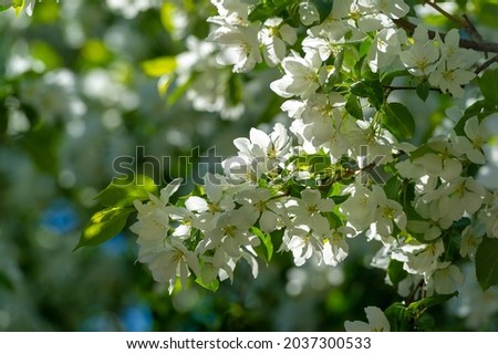 The apple blossom is a truly intoxicating sight of nature with thousands of pink and white flowers. a spectacle of awakening nature that strikes anew every year.