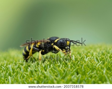 P8290010 squarehead wasp, Ectemnius species, on moss grooming leg, Delta, British Columbia, Canada cECP 2021